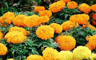 万寿菊的形态特征，株高在150厘米左右