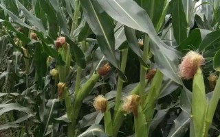吉第67玉米品种的特性,中抗弯孢菌叶斑病