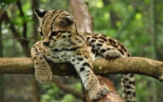 猫科动物有哪些种类,可分为猎豹亚科、豹亚科、猫亚科