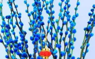 不同颜色的银柳有什么花语,红色银柳寓意自由和无拘无束