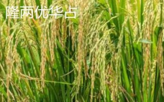 什么是再生稻，是指种一茬收获两次的水稻