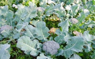 西兰花怎么防病虫害，秋季虫多需及时用药