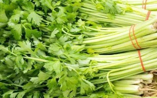 树底下适合种什么菜，可以种生菜、菠菜、韭菜等