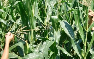 力玉218（试验名称：力玉218）玉米品种的特性，注意防治纹枯病