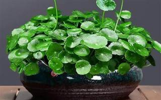 铜钱草没有根能不能活，没有根也是可以成活