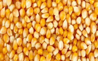合格玉米种子的指标,包括发芽率、纯度、净度等