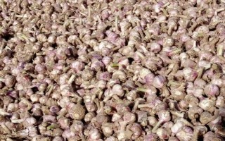 冬季大蒜的施肥原则，把握前轻中重后补的施肥原则