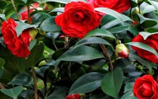 室内可以养殖茶花吗,可以养殖但要注意管理