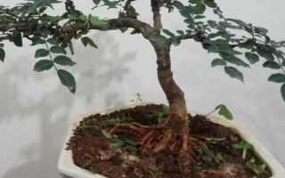 花椒树为什么落叶，过度浇水、养分不足、发生虫害等原因均会导致