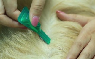 狗狗有皮肤病能不能洗澡，情况不严重时才能清洗