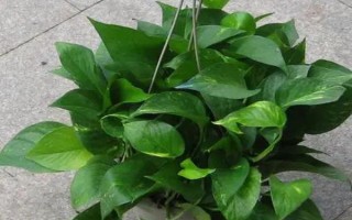 办公桌上适合放哪些绿植，可以选择绿萝、吊兰、豆瓣绿等