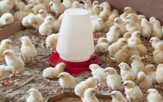 养殖户对于饲料成本与饲养成本的误区，饲料成本越低越好是一种错误的想法