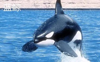 鲸鲨与虎鲸哪个更厉害，虎鲸的智商、嗜咬力、灵活度均要更高