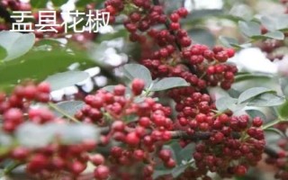 山西省阳泉市盂县的特产,枣介糕是家喻户晓的美食