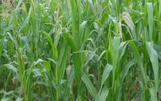 ND1318玉米种简介,密度4000株/亩左右