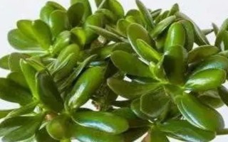 玉树有没有毒,汁液中含有毒素