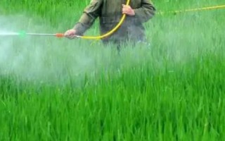 稻飞虱怎么防治，首先选择抗虫能力强的品种