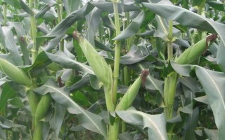 绥玉22玉米品种简介，普通玉米品种