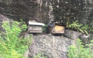 怎样吸引侦查蜂，自然分蜂期和迁飞高发期适合诱蜂