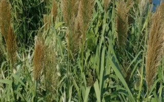 绿洲一号牧草与巨菌草的区别，产量和粗蛋白含量均不同