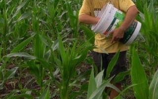 6月能种玉米吗，6月土壤湿度大适合种玉米