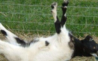 羊摄食打了除草剂的草有没有问题，情况严重时会导致死亡