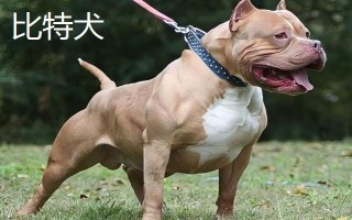 比特犬和藏獒的区别，咬合力不同