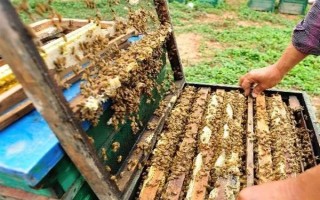 失王的中蜂群怎样处理，可介入新王并急造王台