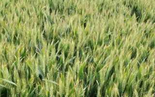 兆丰5号小麦种简介，全生育期滴灌5-6水