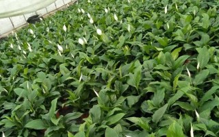 一帆风顺的浇水方法，每隔7-10天浇一次