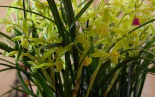 昆明市的市花,是云南山茶花