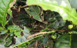 联苯菊酯如何使用，针对不同虫害的使用方法不同