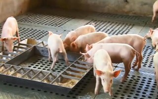 小猪仔保育料吃多久,吃一个月左右为宜