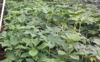 种植重楼的方法，浸种后拌上草木灰再播种