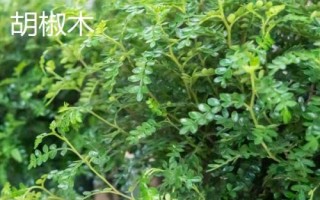 清香木和胡椒木有什么区别，清香木属于漆树科、胡椒木属于芸香科