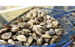 花甲的分布,广泛分布于我国的南北海区