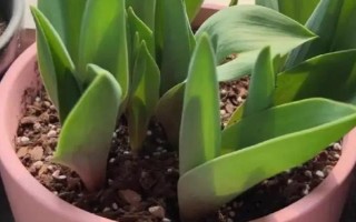 郁金香茎短花小的原因，可能是品种退化或受到遗传基因的影响