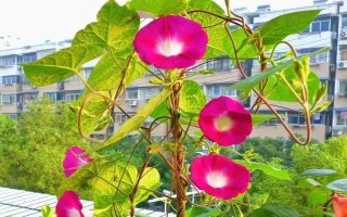 变色花的种类,包括牵牛花、绣球花等品种