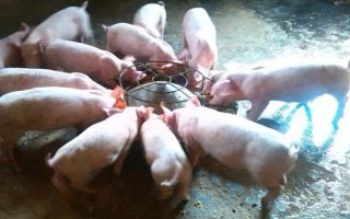 养50头猪需要办理哪些证，要办理营业执照、土地规划许可证等