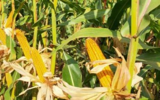 柏单904玉米种简介