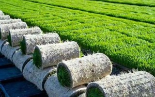 育苗基质50升是多少斤，重量约为5-8kg左右