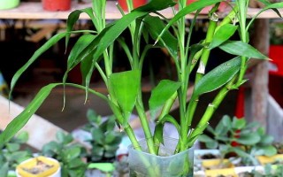 富贵竹属于喜阴还是喜阳植物,适合生长在有散光的半阴处