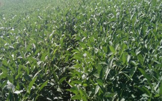 濉科998大豆种子特征特性，每亩种植密度高肥力地块2万株