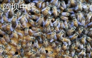适合在广东养殖的中蜂,包括华南中蜂、双色中蜂等品种