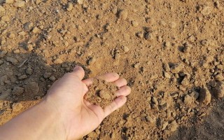 富贵竹叶子发黄的原因，可能是施肥不当或温度过低等导致