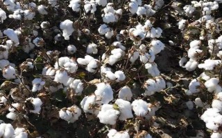新陆中84号棉花种子特征特性,生育期140天左右