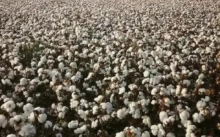 HD02棉花种子特征特性,适宜播期为4月10-25日
