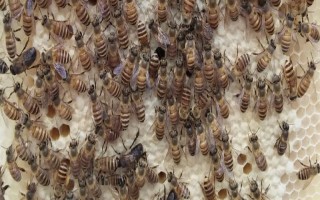 怎么让一脾蜜蜂春繁快，重点是保温和奖励饲喂