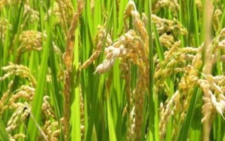 黔优35(试验名称:黔优35)水稻品种的特性,全生育期159.5天