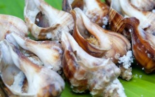 海螺怎么繁殖，通过卵生的方式繁殖